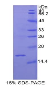 Rat RLN3 / Relaxin 3 Protein (Recombinant His)