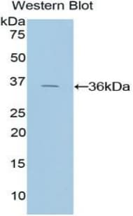 TFPI / LACI Antibody (aa29-306, Cy3)