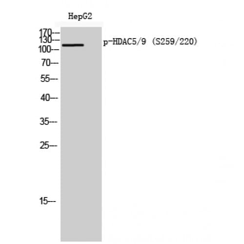 Histone Deacetylase HDAC5 / HDAC9 Antibody (phospho-Ser259/220)