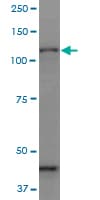 PCDHGC3 / PCDH2 Antibody (clone 1C4)