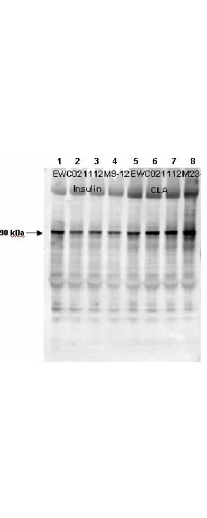 IHC-plus™ GYS1 / Glycogen Synthase Antibody (phospho-Ser640)