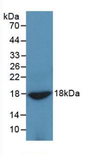 Adiponectin Antibody