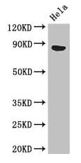 APH / APEH Antibody