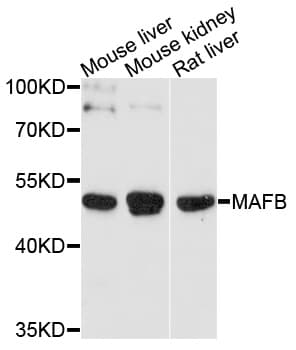 Polyclonal Rabbit anti-Human MAFB Antibody (WB)