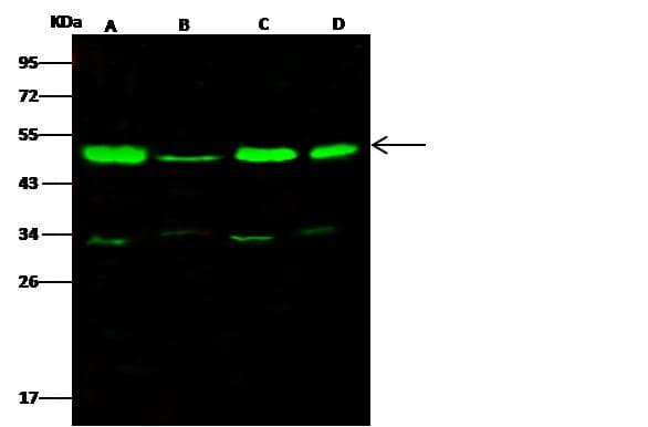 TSG101 Antibody (Preservative Free)