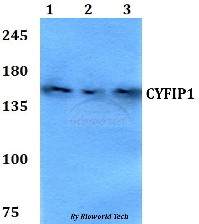 CYFIP1 Antibody
