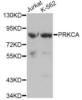 PRKCA / PKC-Alpha Antibody