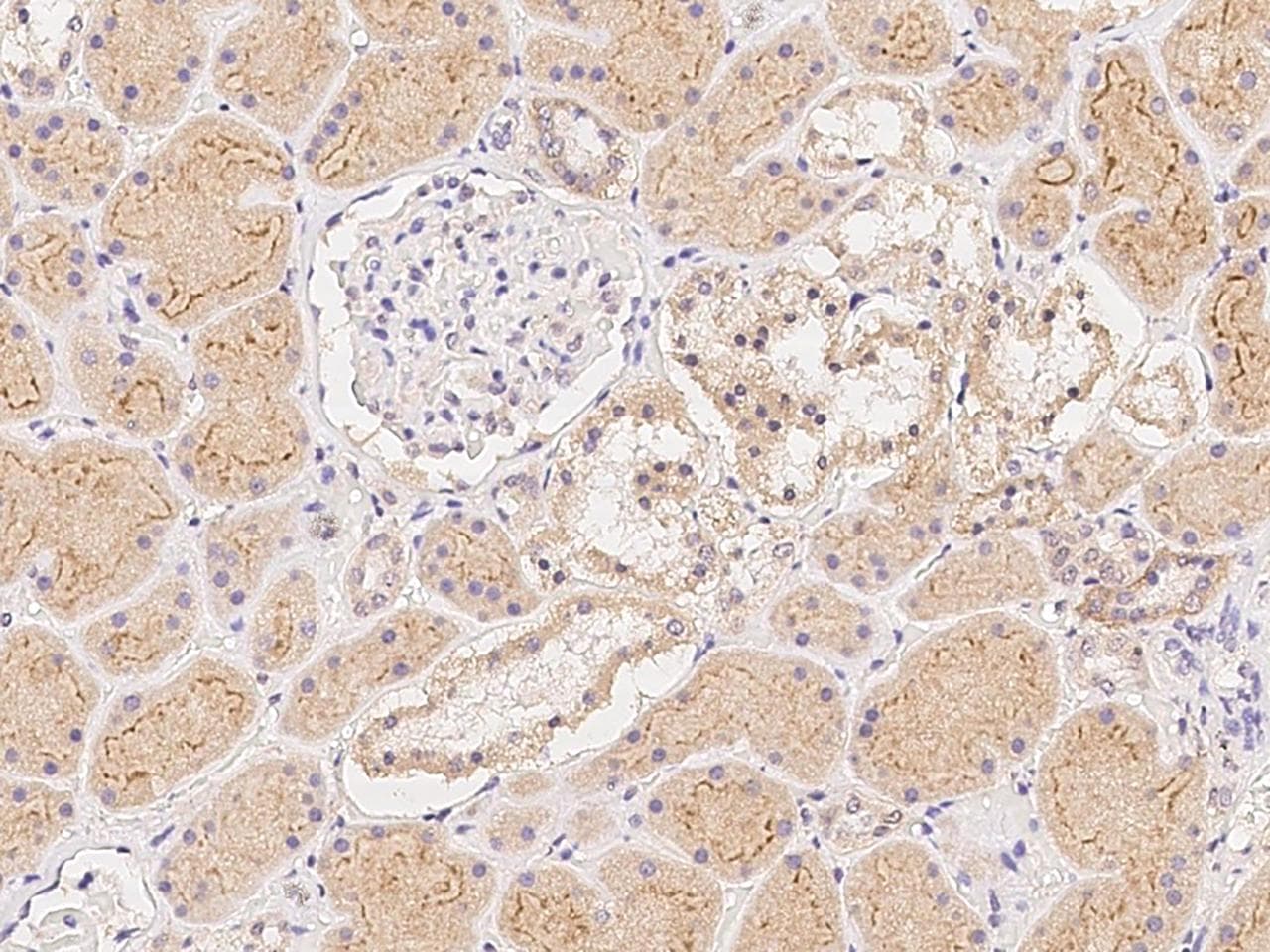 NXPH2 Antibody