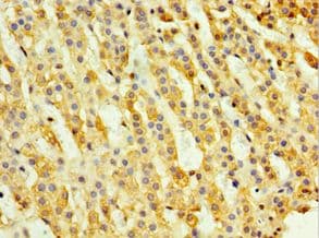 Polyclonal Rabbit anti-Human NELFCD / TH1L / TH1 Antibody (aa346-590, IHC, WB)