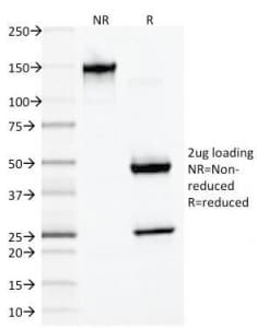 DES / Desmin Antibody (clone DES/1711, Azide-free, BSA-free)
