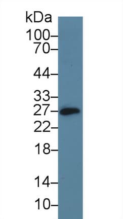 NK1 / CD160 Antibody (aa33-171, APC)
