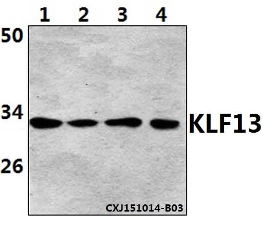 KLF13 Antibody (Acetyl-Lys166)