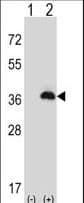 PEX16 Antibody (aa247-275)