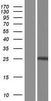 Calneuron-1 / CALN1 Protein (Over-Expression Lysate Myc-DDK (Flag))