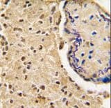 HTRA3 Antibody (aa112-144)