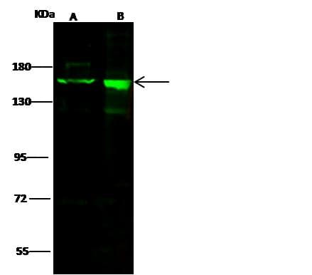 DROSHA / RNASEN Antibody (Preservative Free)