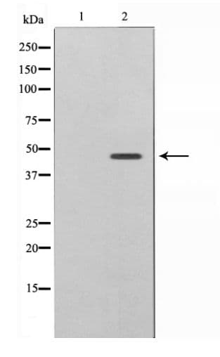CASP9 / Caspase 9 Antibody (phospho-Thr125)