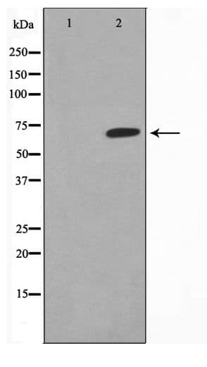GCKR Antibody