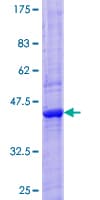 Human GRIN2C / NMDAR2C / NR2C Protein (Recombinant GST)