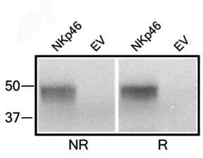 NCR1 / NKP46 Antibody (clone WEN23)