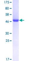 Human MXI1 / MAD2 Protein (Recombinant GST)