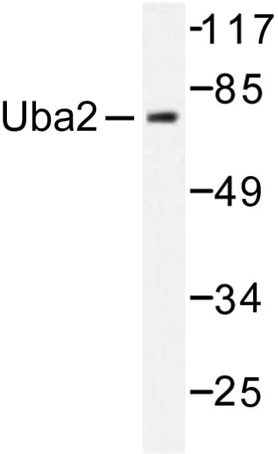 Polyclonal Rabbit anti-Human SAE2 / UBA2 Antibody (Ser621, IHC, IF, WB)