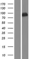 TLE3 Protein (Over-Expression Lysate Myc-DDK (Flag))