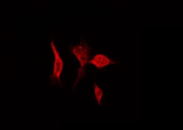 CDK1 / CDC2 Antibody