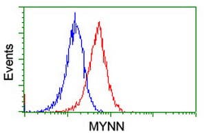MYNN Antibody (clone OTI3B9)