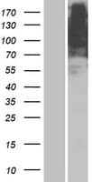 Human OR5AR1 Protein (Over-Expression Lysate Myc-DDK (Flag))