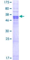 Human TMEM176B / LR8 Protein (Recombinant GST)