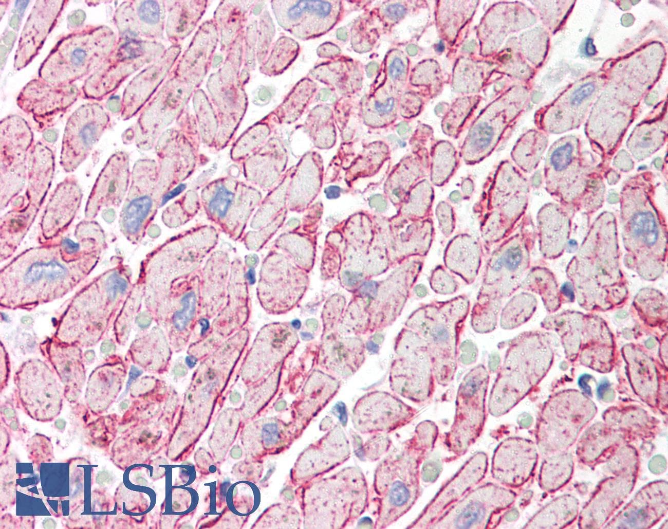 IHC-plus™ Adiponectin Antibody
