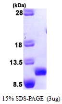 Human CCL27 Protein (Recombinant)