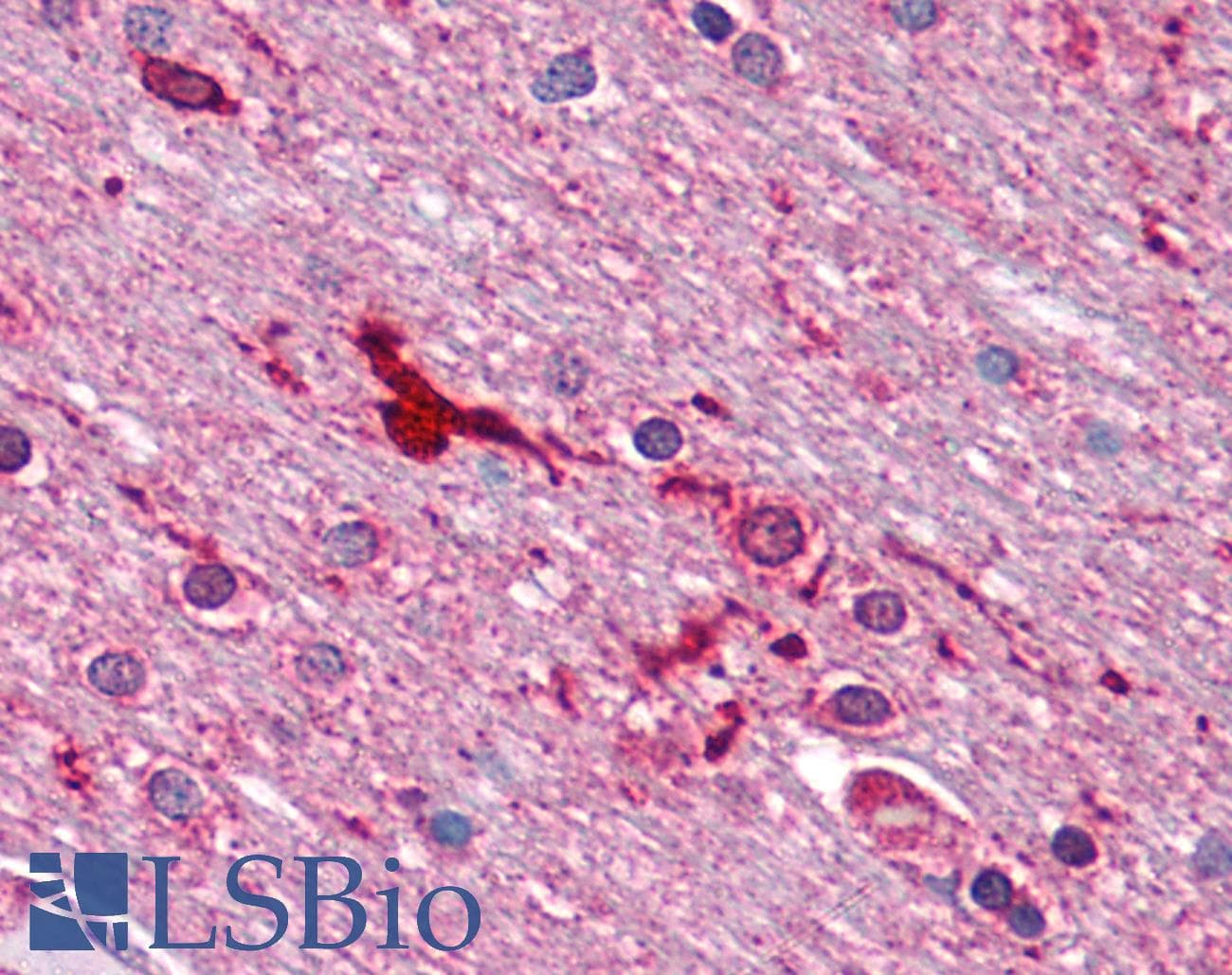 IHC-plus™ Monoclonal Mouse anti-Human FEN1 Antibody (clone 4E7, aa1-380, IHC, WB)