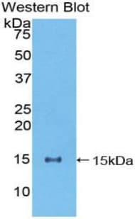 NUMB Antibody (aa376-482)