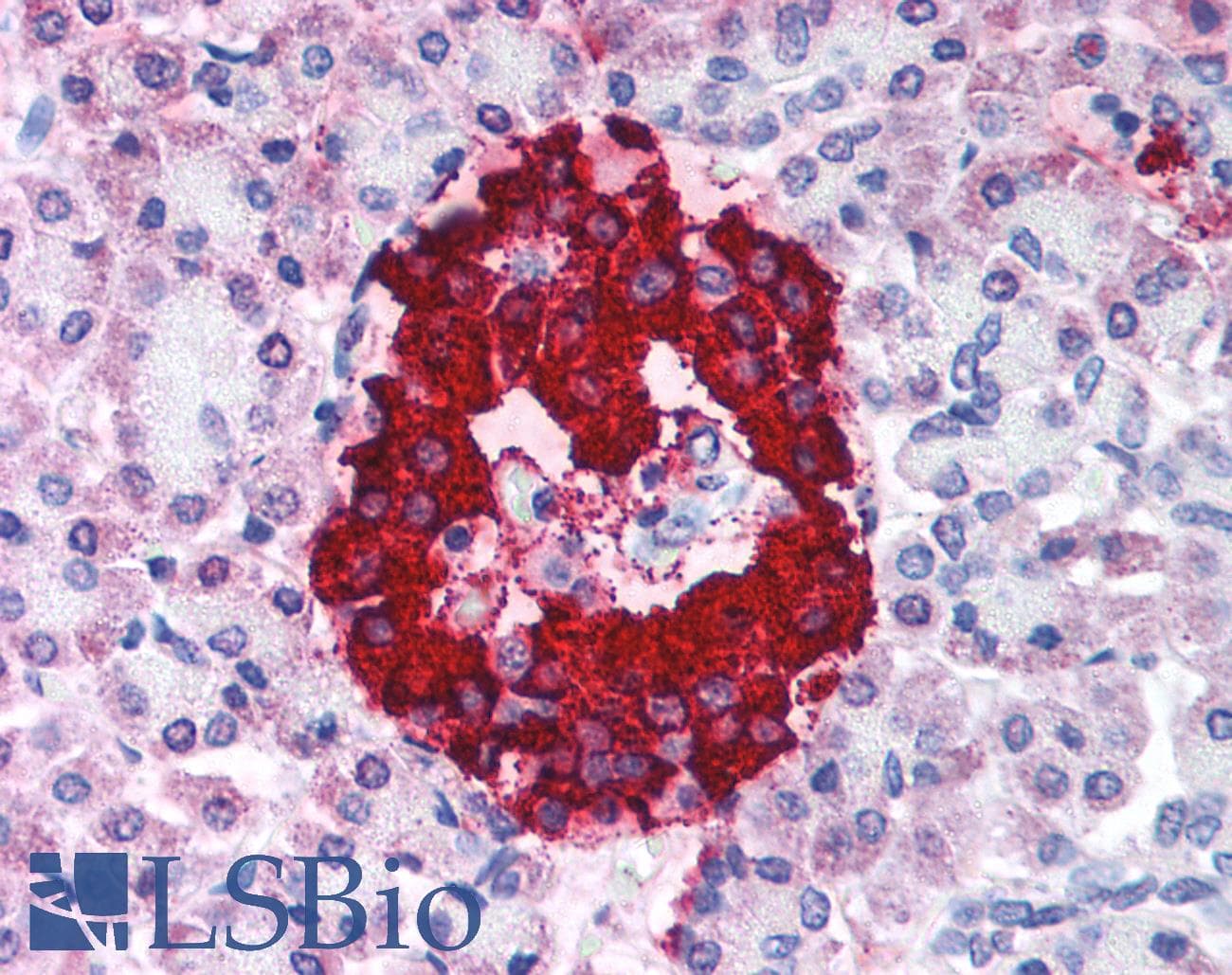 IHC-plus™ Insulin Antibody (clone 2D11.H5)