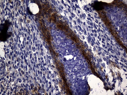 MME / CD10 Antibody (aa411-750, clone UMAB235)