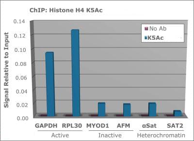 HIST4H4 Antibody (Ac-Lys5)