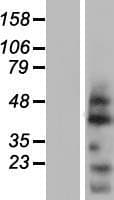 OVOL2 Protein (Over-Expression Lysate Myc-DDK (Flag))