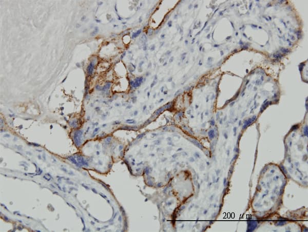 ALPPL2 Antibody (clone 2B3)