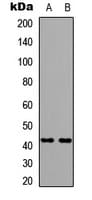 O3FAR1 / GPR120 Antibody (Internal)