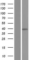 SUMF1 Protein (Over-Expression Lysate Myc-DDK (Flag))