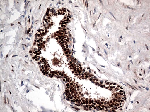 KARS Antibody (clone OTI1E7, Carrier-free)