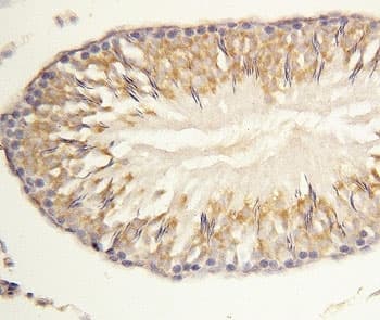 WDR83 Antibody (aa29-43)