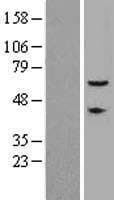 Translokin / CEP57 Protein (Over-Expression Lysate Myc-DDK (Flag))