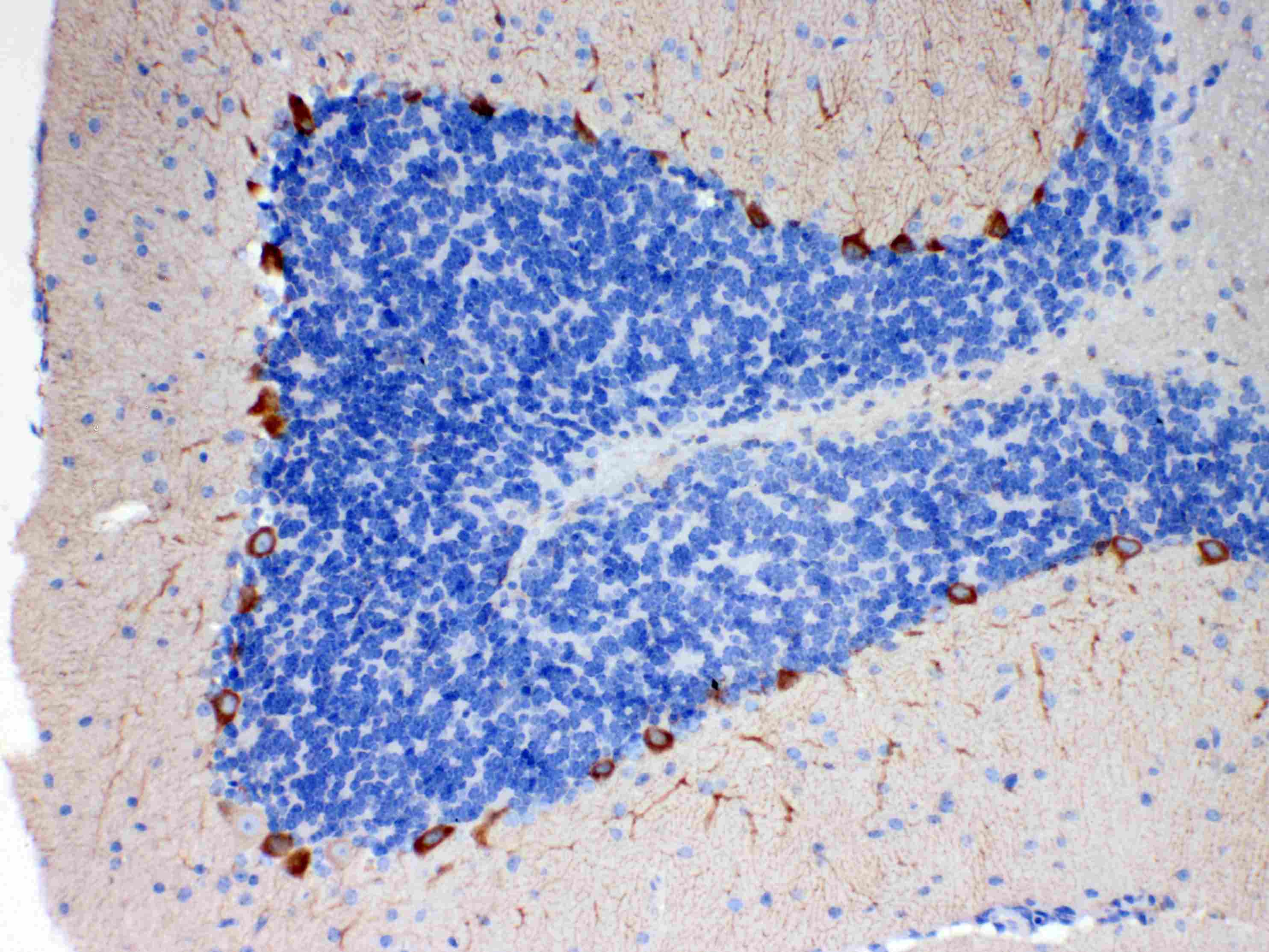 PA2G4 / EBP1 Antibody