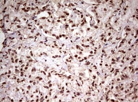 FBXW7 / FBW7 Antibody (aa1-354, clone OTI2G7)