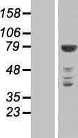 NEK11 Protein (Over-Expression Lysate Myc-DDK (Flag))