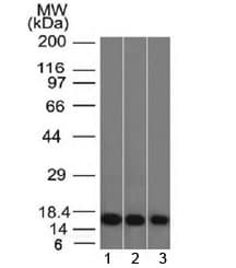 LGALS1 / Galectin 1 Antibody (clone GAL1/1831, Azide-free, BSA-free)