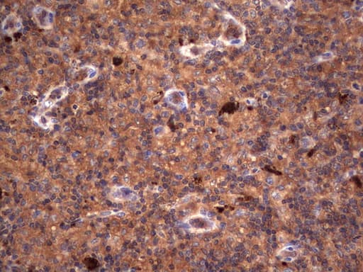 RSPO3 Antibody (aa22-272, clone 3D5, Carrier-free)